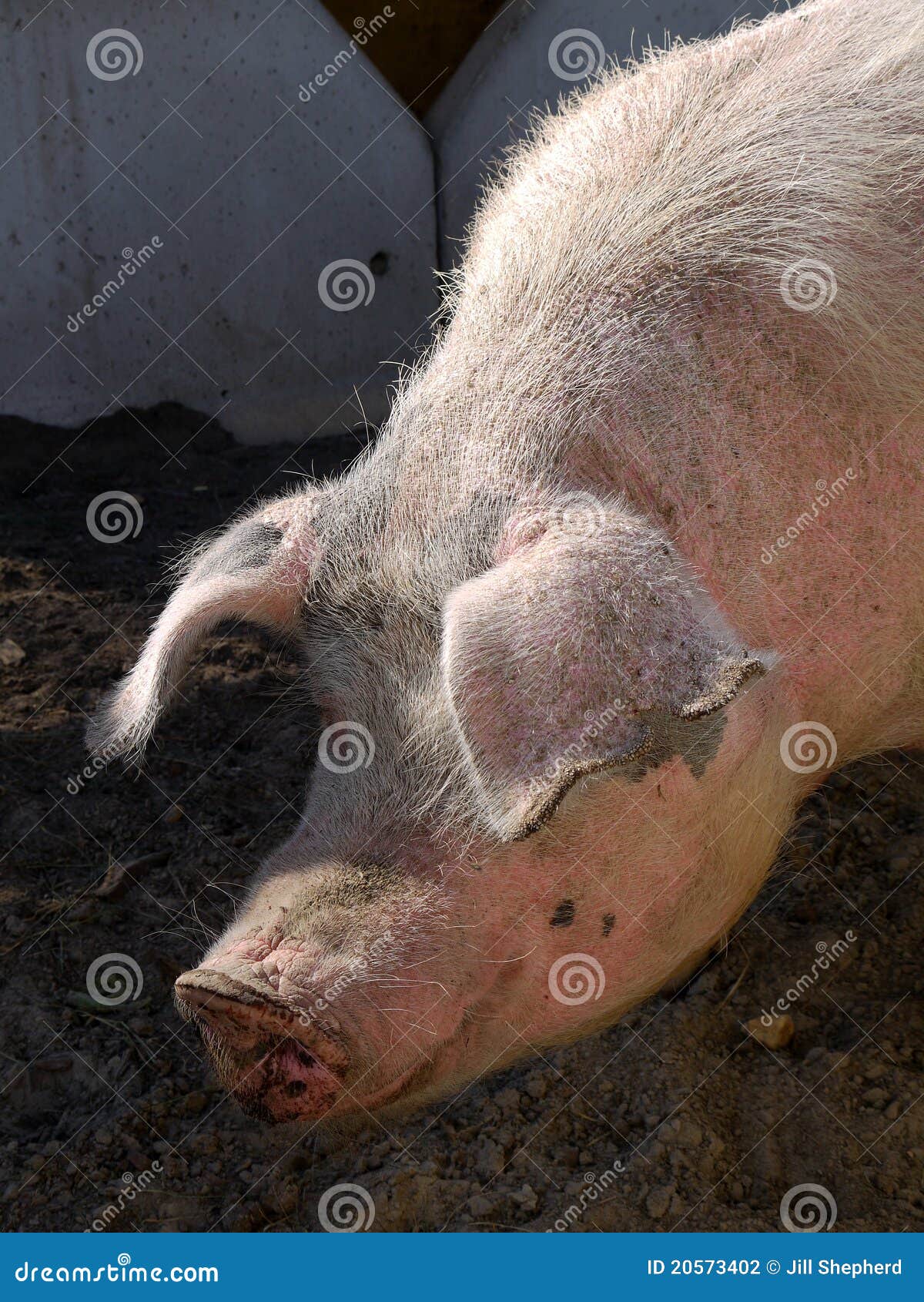 farm: sunlit pig