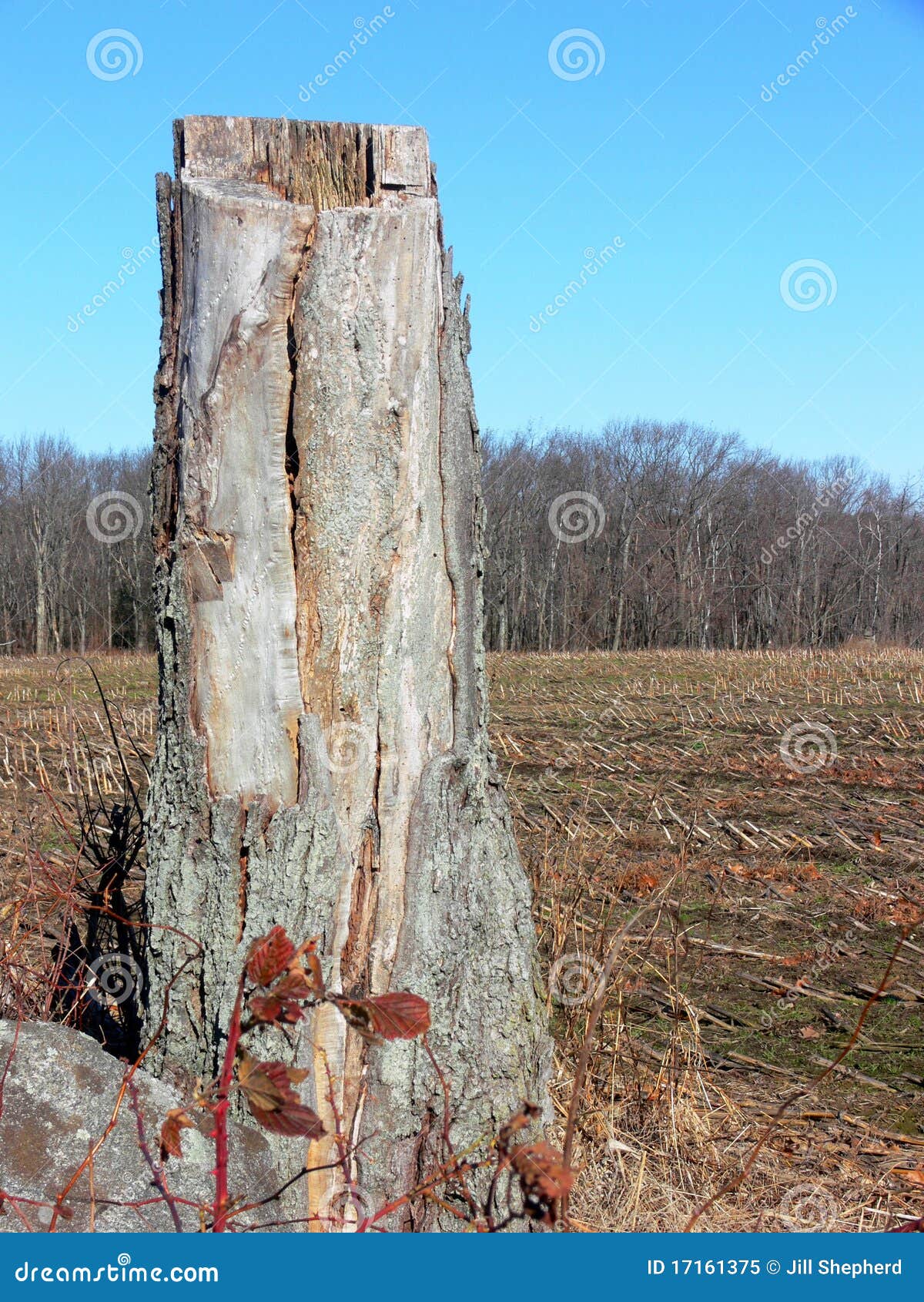 Farm Tree Stump With Ploughed Field Stock Image Image 17161375