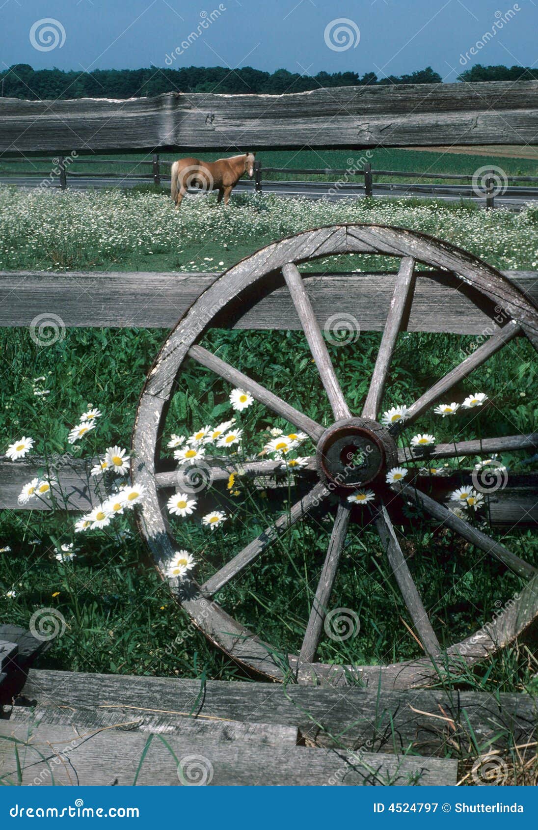 Farm Wheels stock image. Image of wheel, grazing, farm 4524797