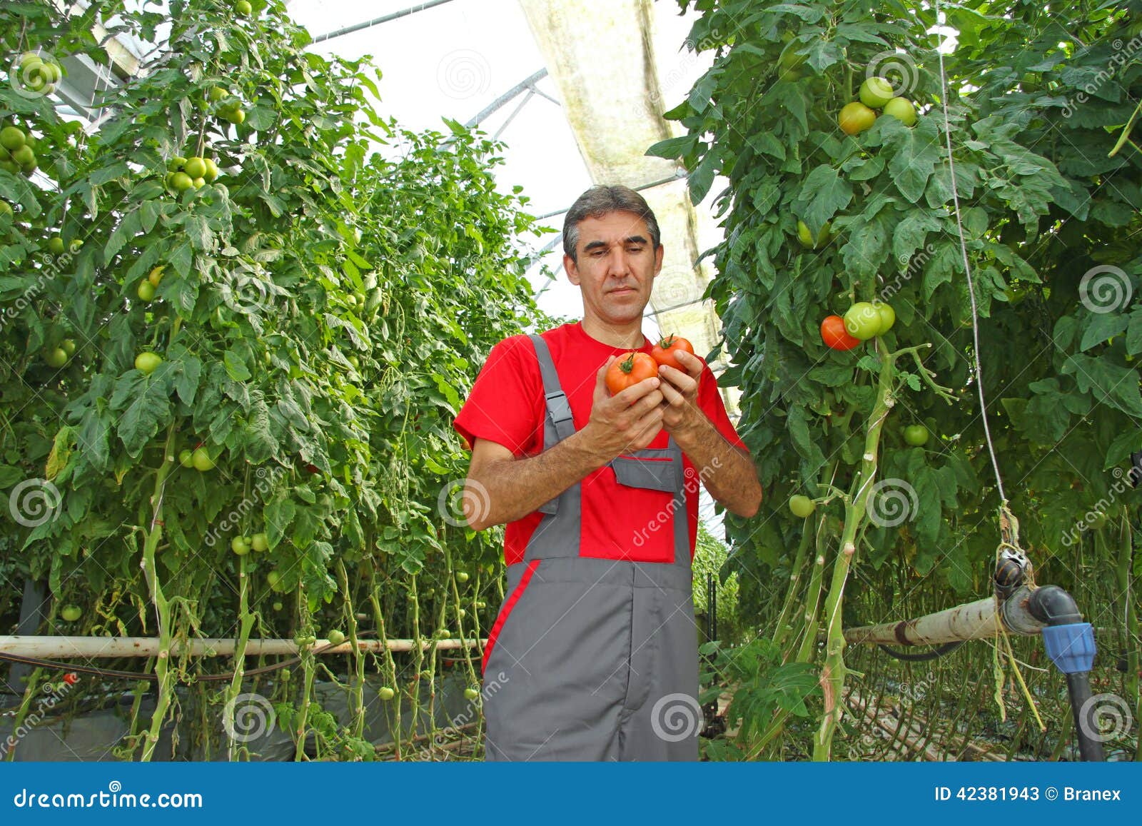 Farm worker picking tomato stock image. Image of cultivate 42381943