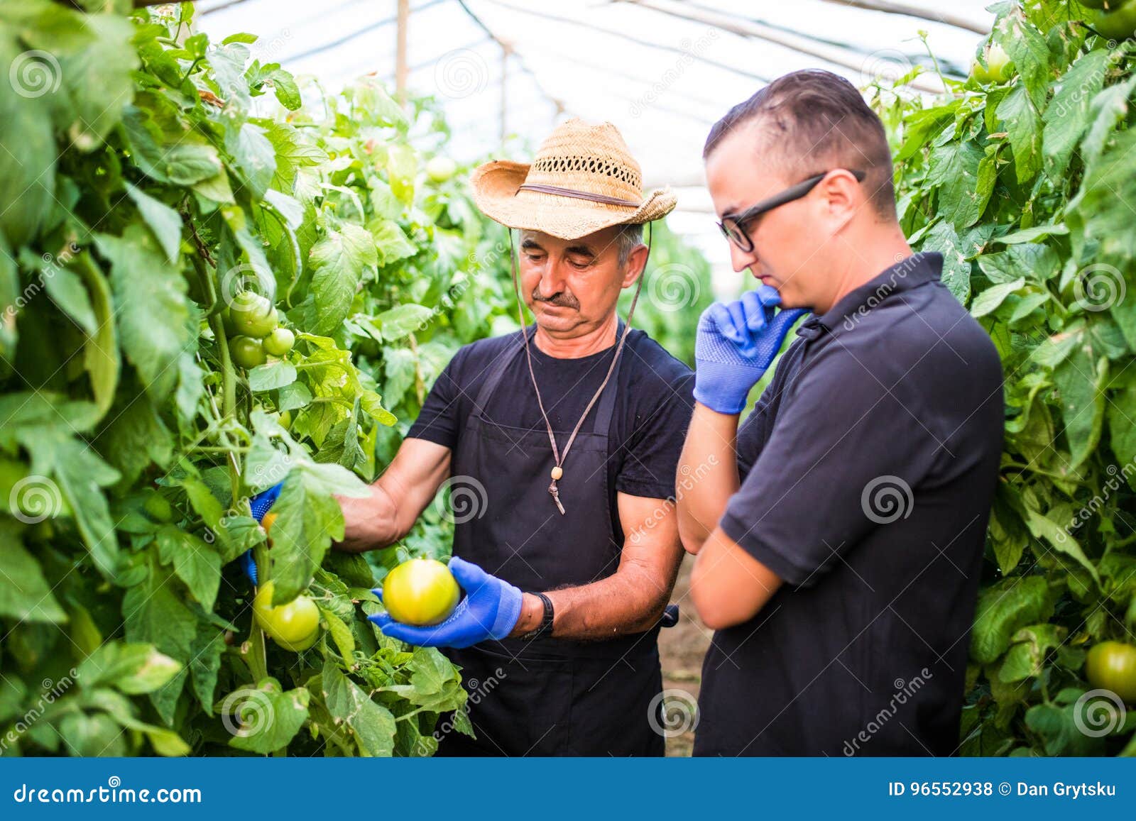 Farm Workers Checking and Picking Tomato in a Greenhouse Stock Photo