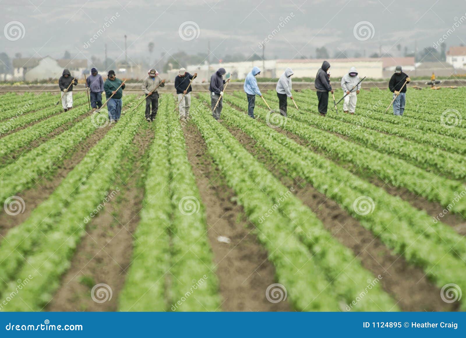 farm workers at work