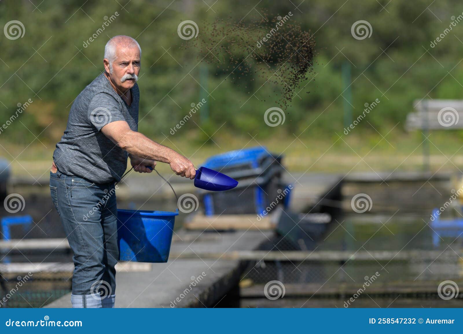 Farmed Fish Worker Throwing Fish Food Stock Photo Image of pink