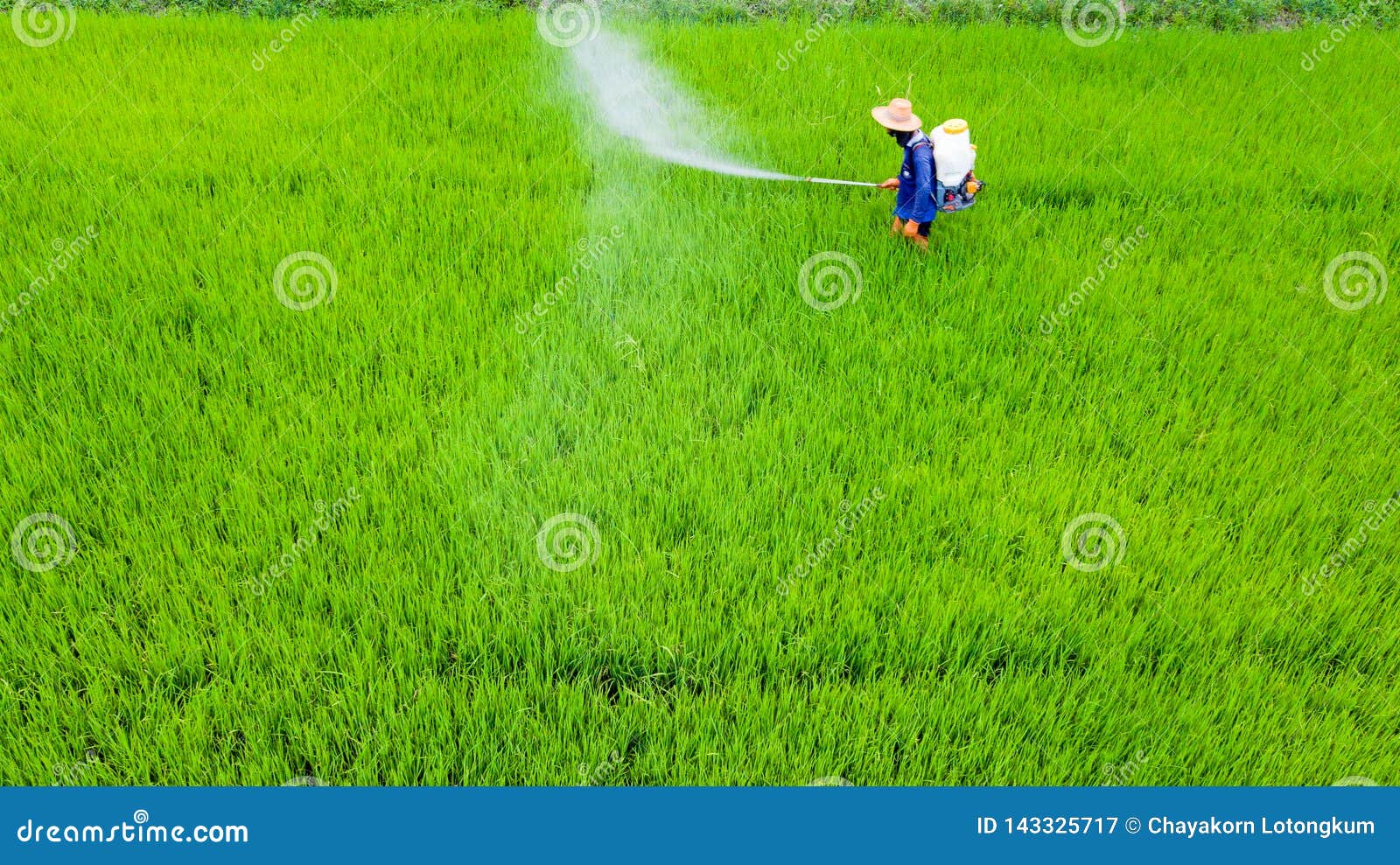 insecticides and pesticides for rice and corn insecticides and pesticides for rice and corn