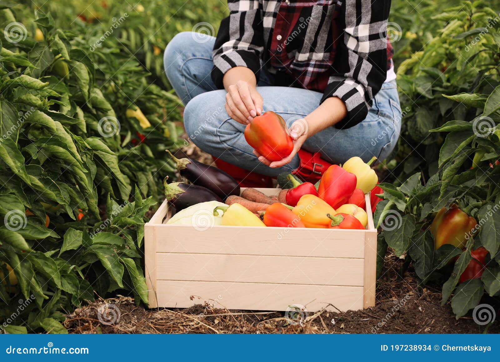 Farmer with Bell Pepper in Field, Closeup. Harvesting Time Stock Photo