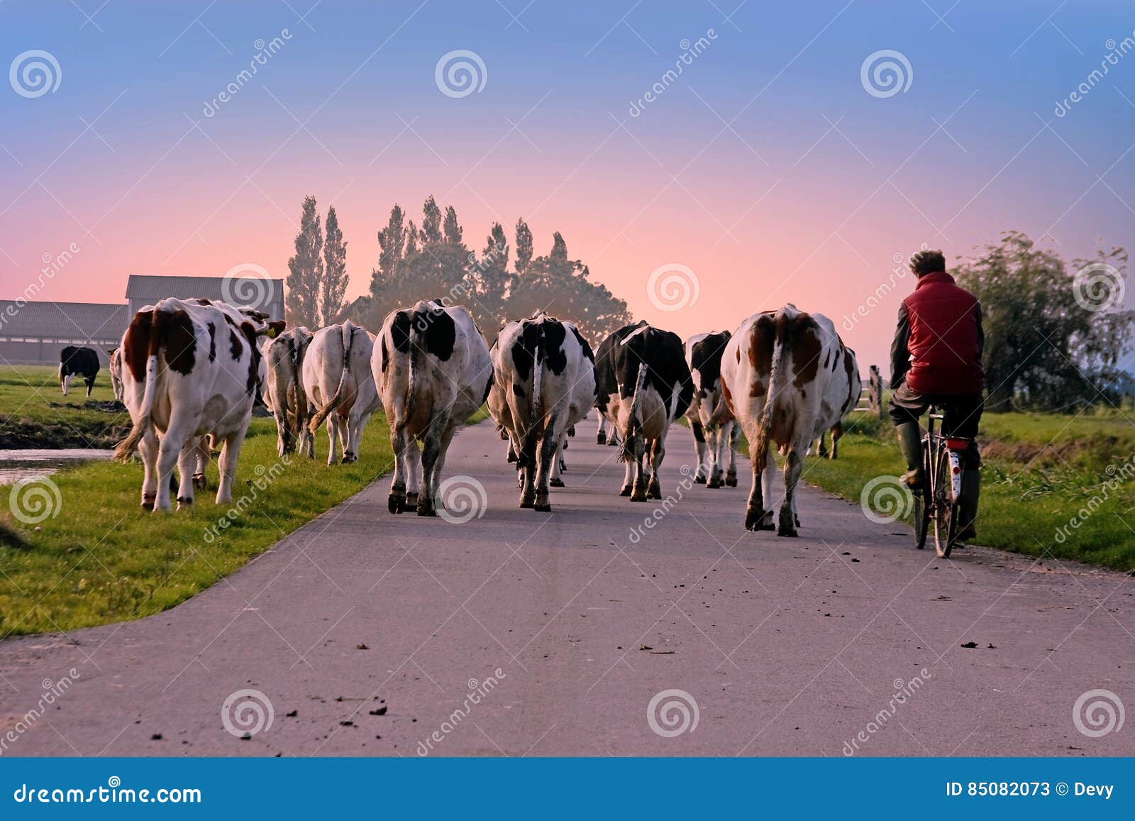 Farmer Brings Back His Cows To the Stable at Sunset in the Netherlands