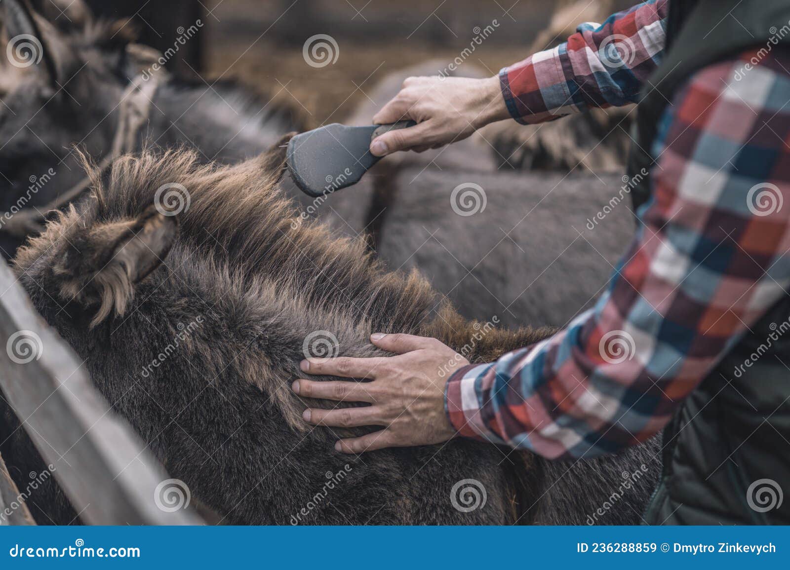 Farmer Brushing Animals on a Farm Stock Image Image of care, male