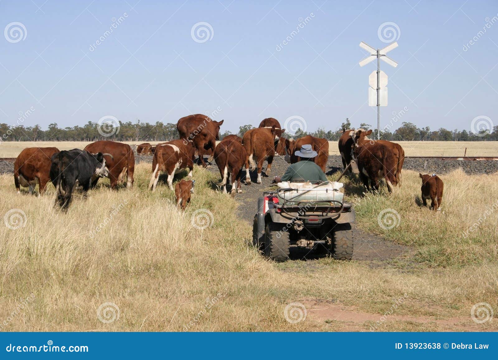 farmer and cattle
