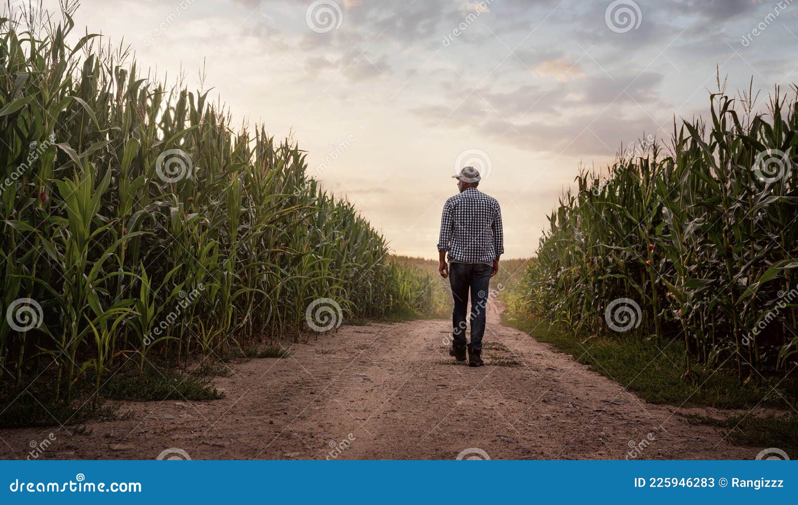 farmer checking the quality of his corn field