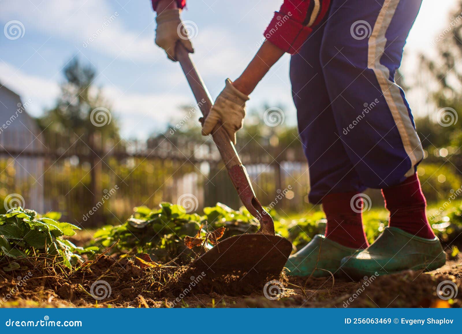 Farmer Cultivating Land in the Garden with Hand Tools. Soil Loosening ...