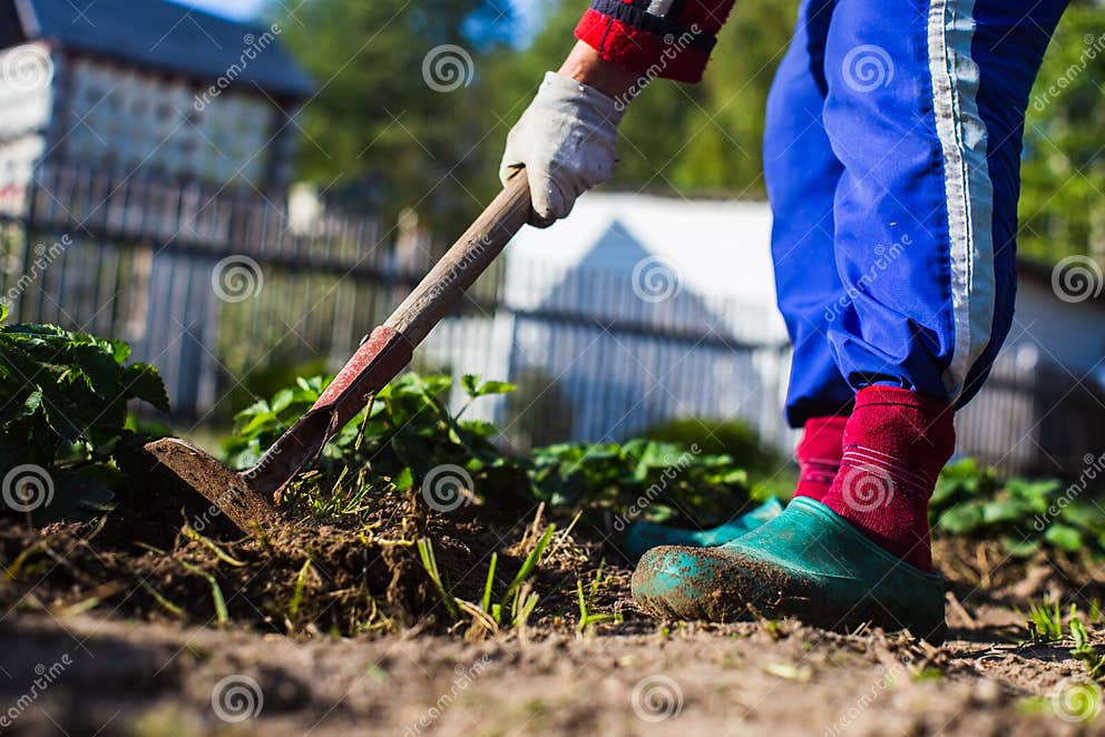 Farmer Cultivating Land in the Garden with Hand Tools. Soil Loosening ...