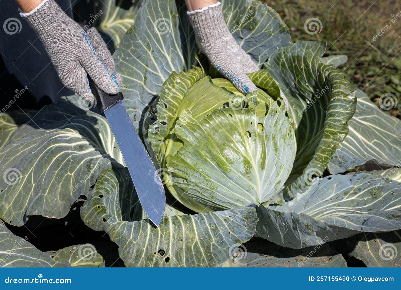 A Farmer Cuts a Head of Cabbage with a Knife Stock Photo Image of