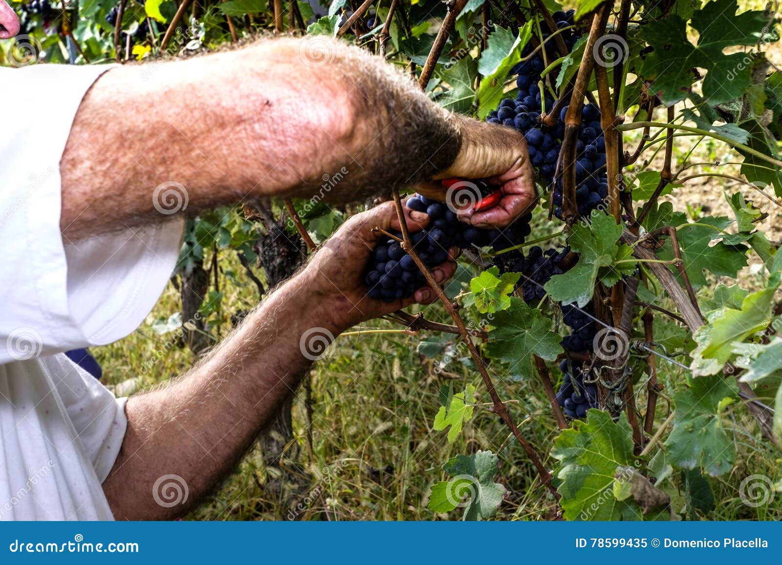 farmer cutting grapes with scissors