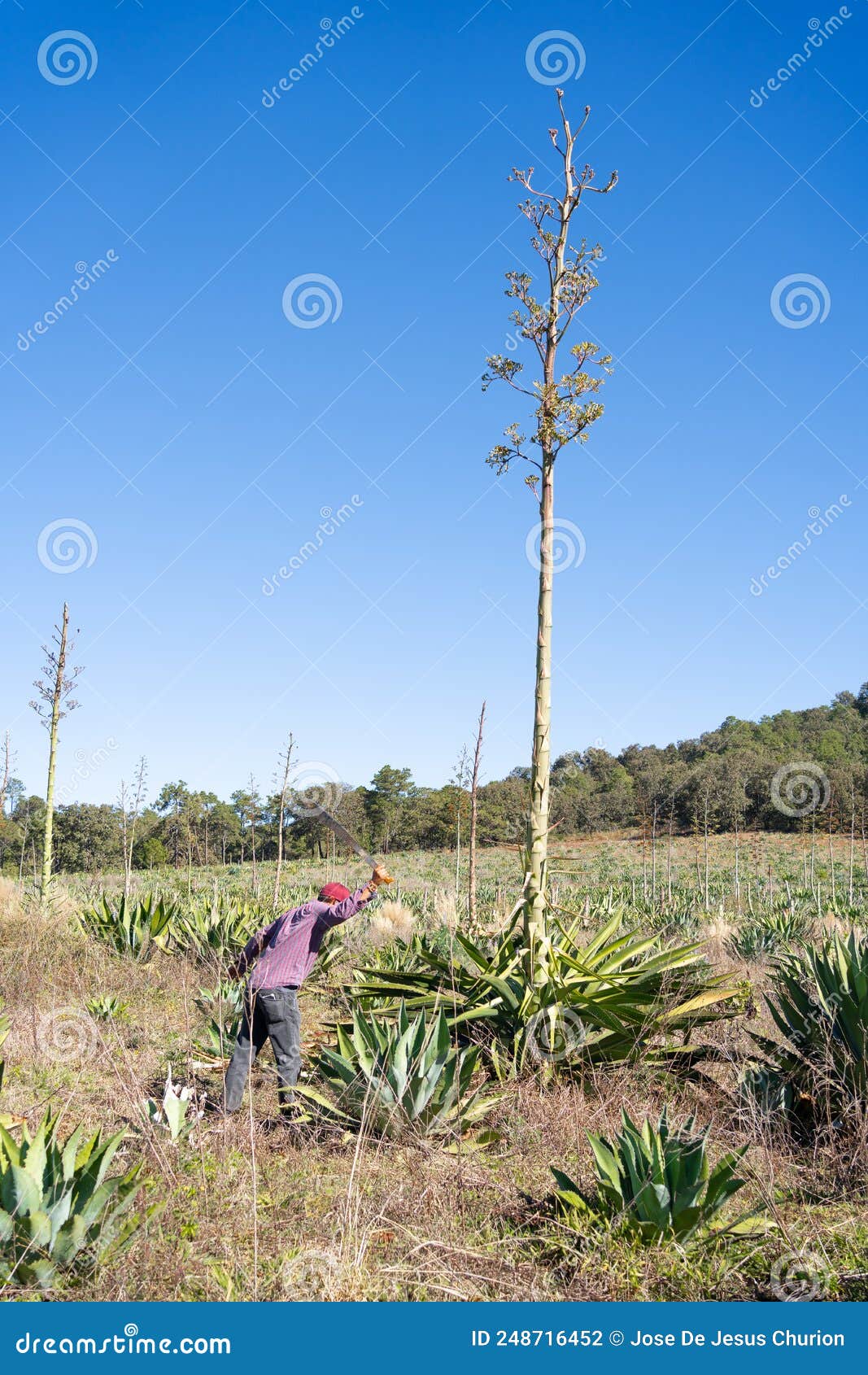 a farmer is cutting with a machete the pests in the agave and lechuguilla field to make tequila and raicilla.