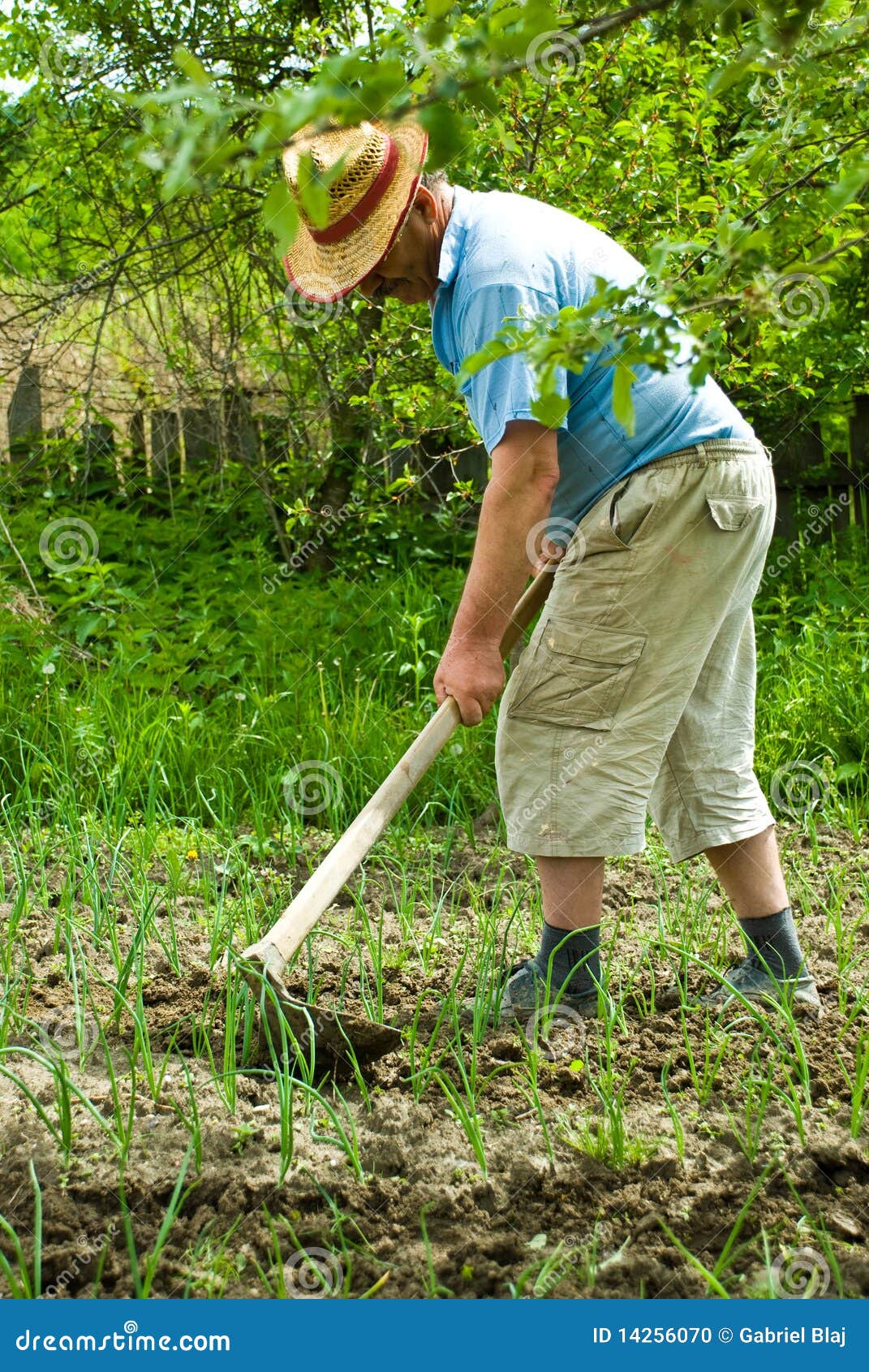 farmer digging cultivated onion