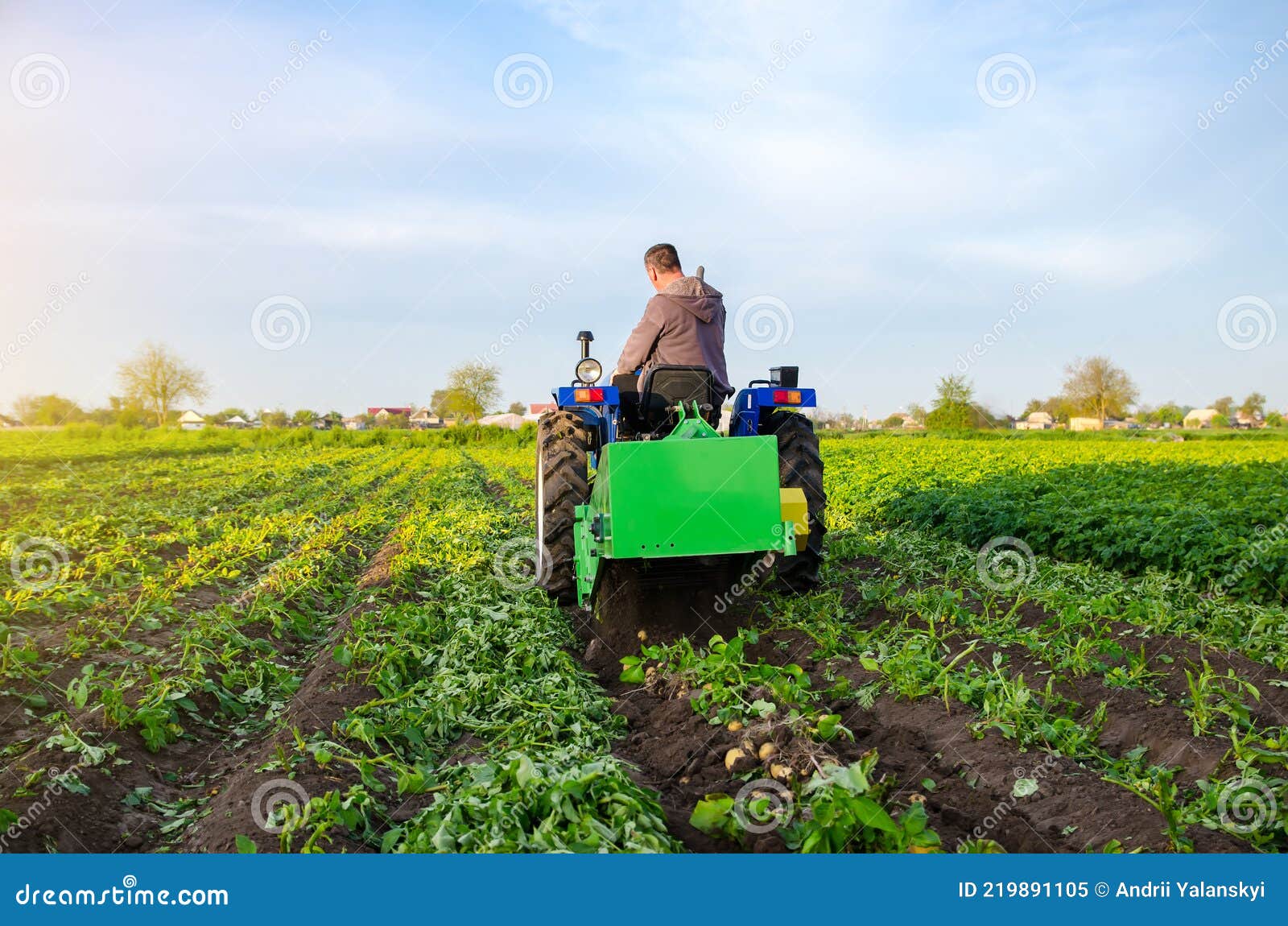 farmer digs out a crop of potatoes. harvest first potatoes in early spring. farming and farmland. agro industry and agribusiness.