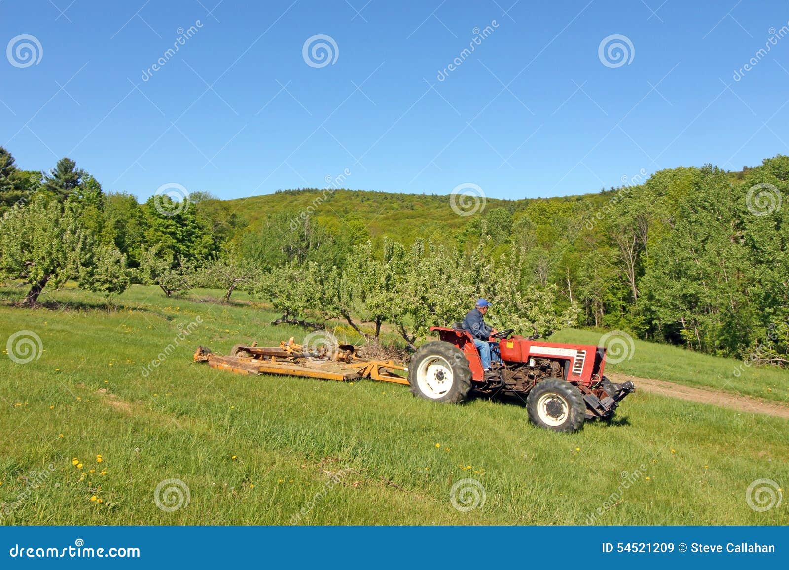 Farmer Driving Tractor in Apple Orchard Editorial Stock Image Image
