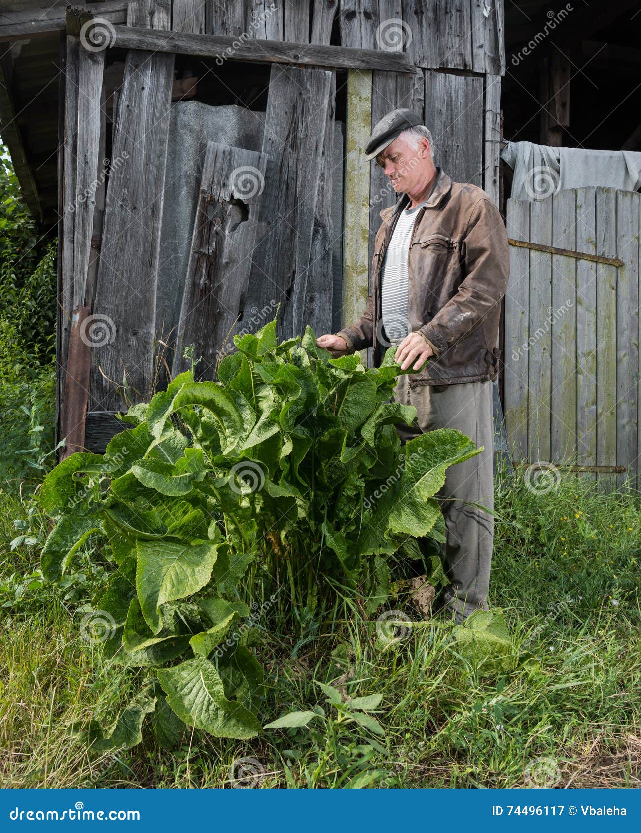 Farmer Examining Horse Radish Stock Image Image of burning, medicinal