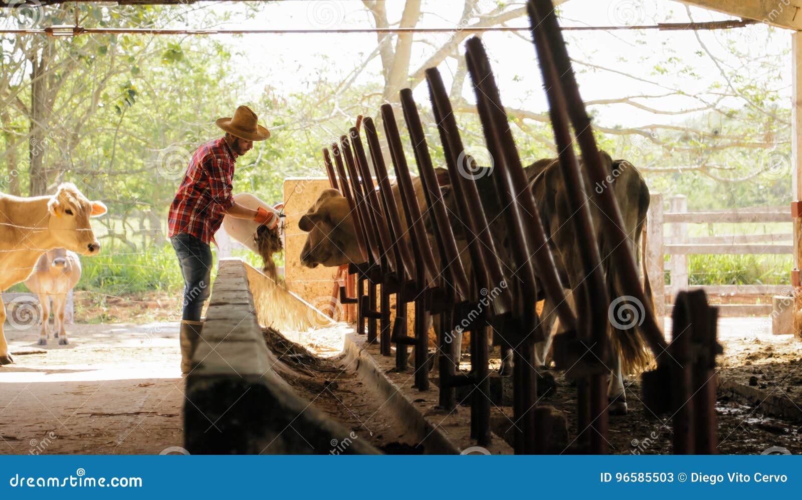 farmer feeding animals peasant man at work in farm