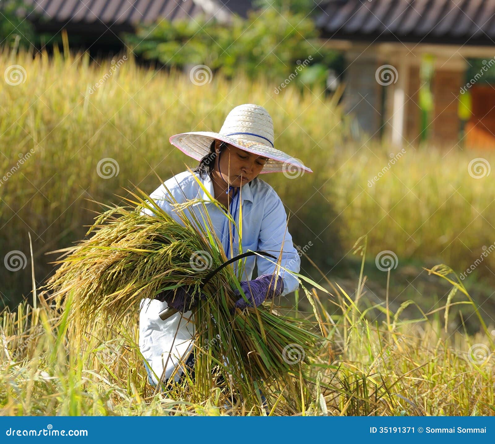Farmer in Field it S Harvest Time Stock Image Image of farmer