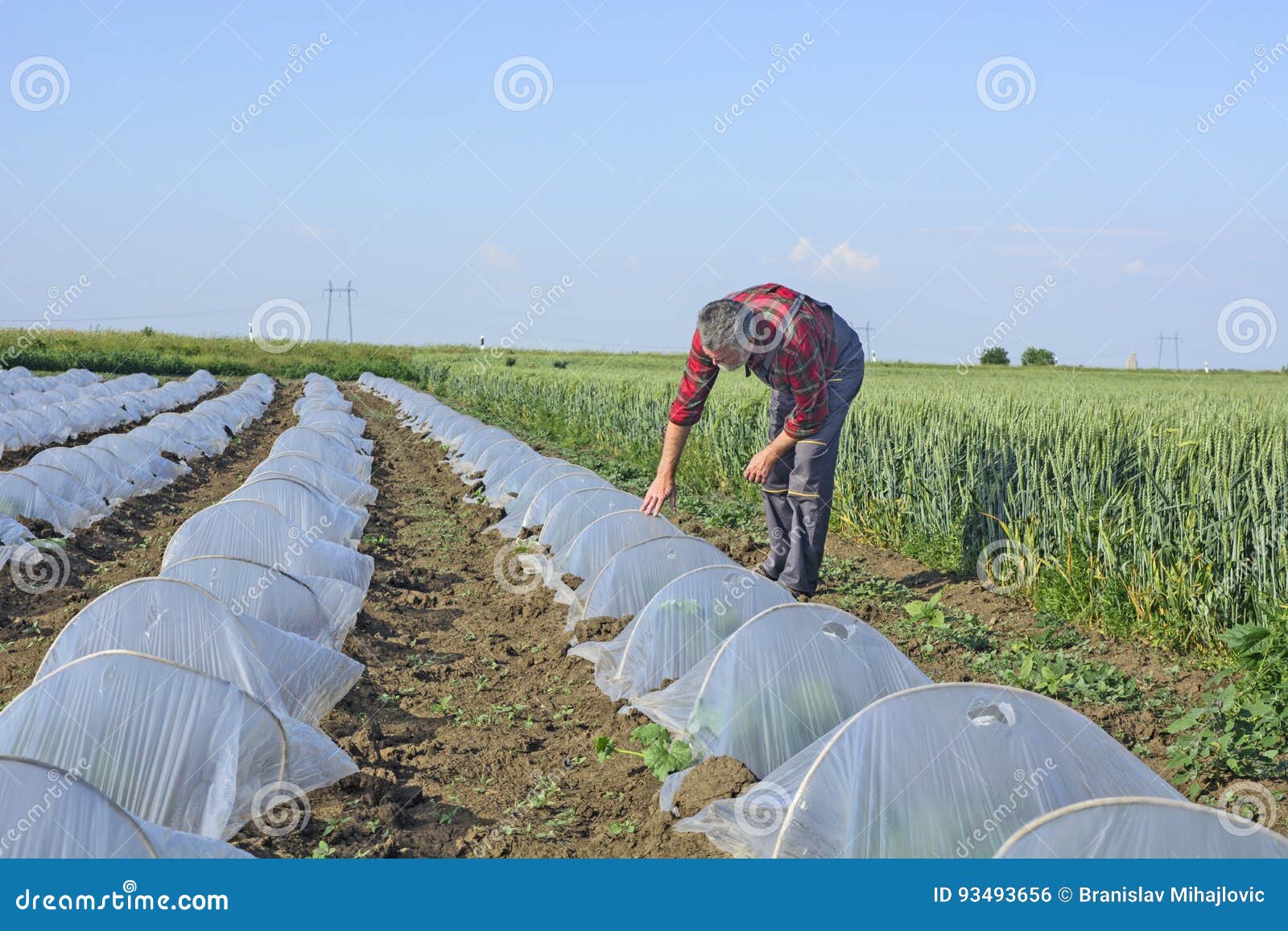 Farmer in the Field of Watermelons and Melons Under Plastic Stock Photo