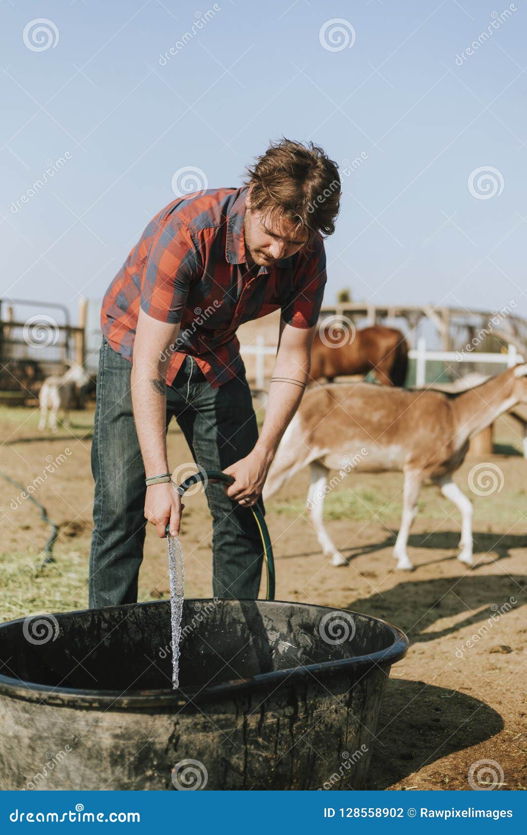 Farmer Filling a Tub with Water Stock Photo Image of fresh, nonprofit