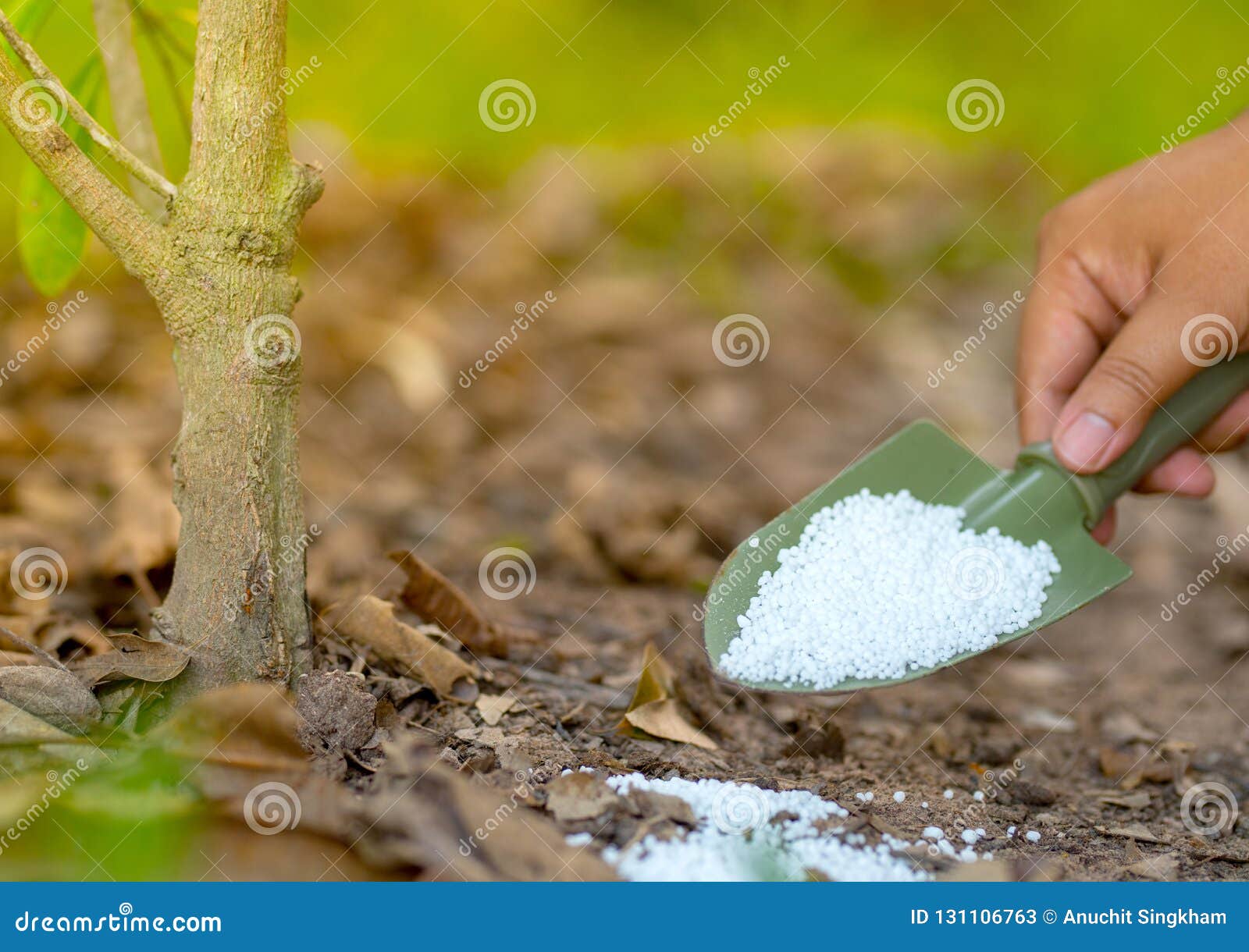 Farmer Giving Nitrogen Fertilizer To Plant Stock Image Image of