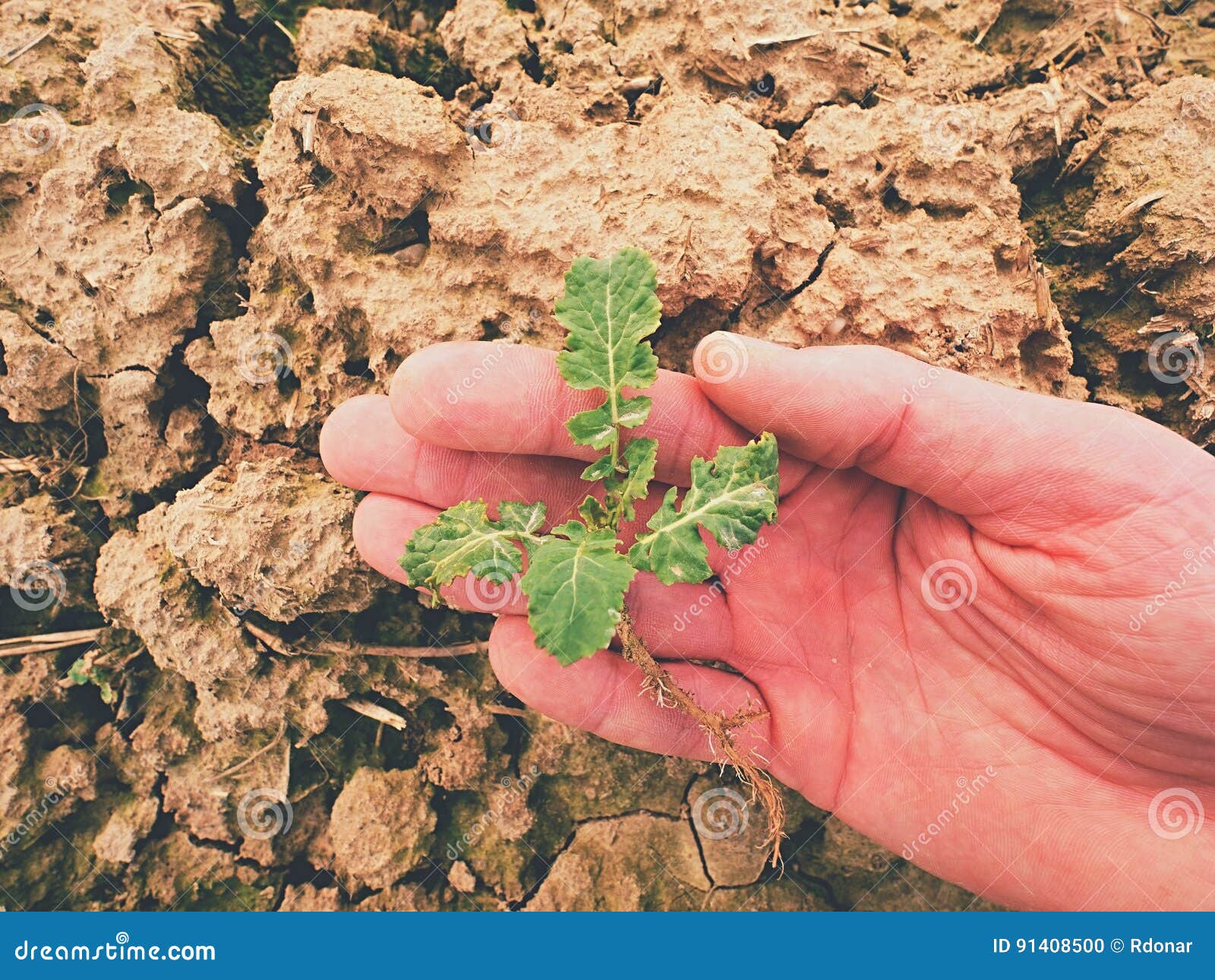 farmer hand hold rapeseed in spring field. agriculturalist check quality of flower, pests