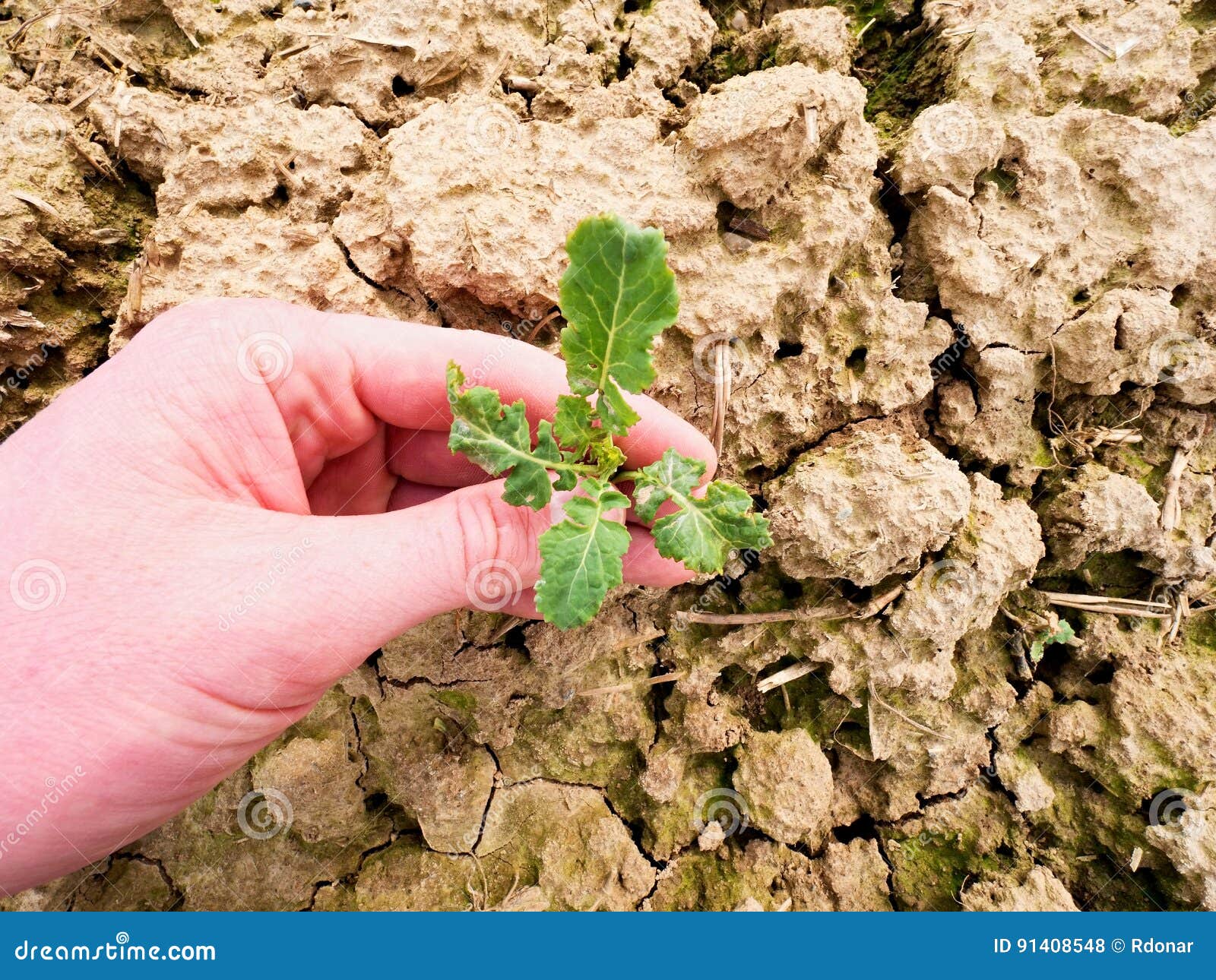 farmer hand hold rapeseed in spring field. agriculturalist check quality of flower, pests