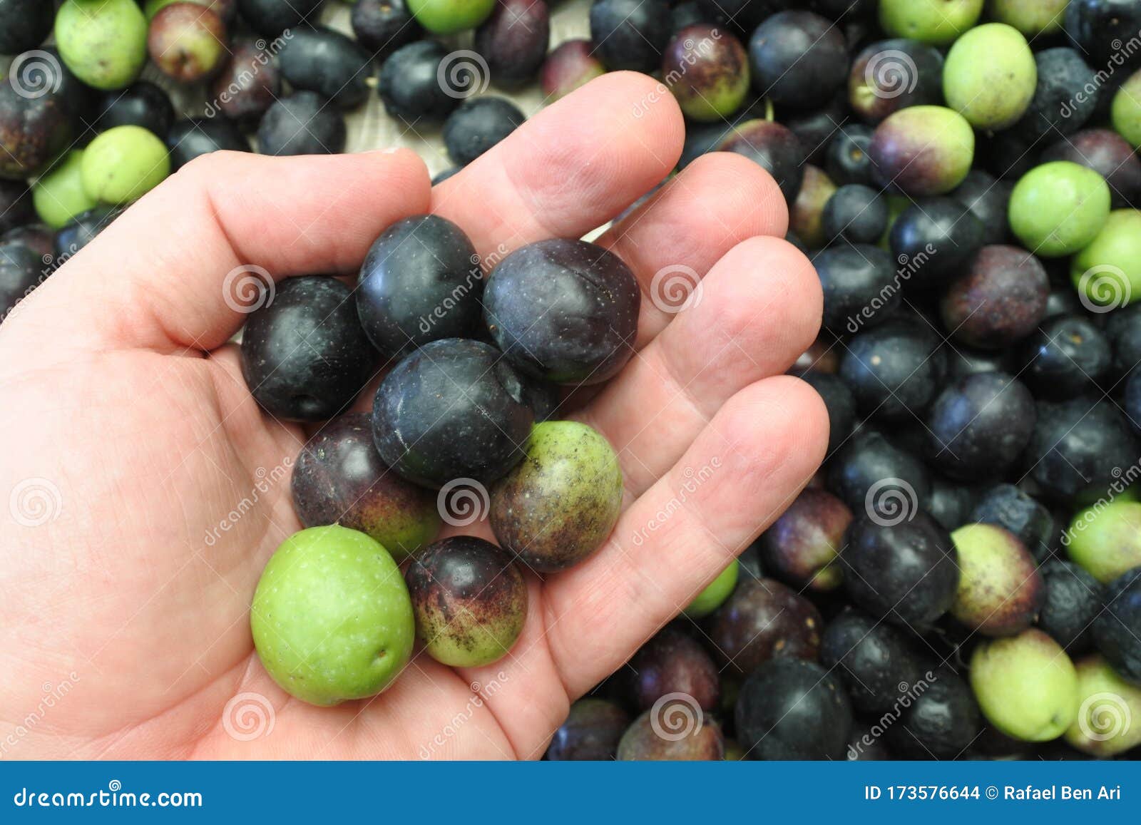 farmer hand holding manzanilla olives