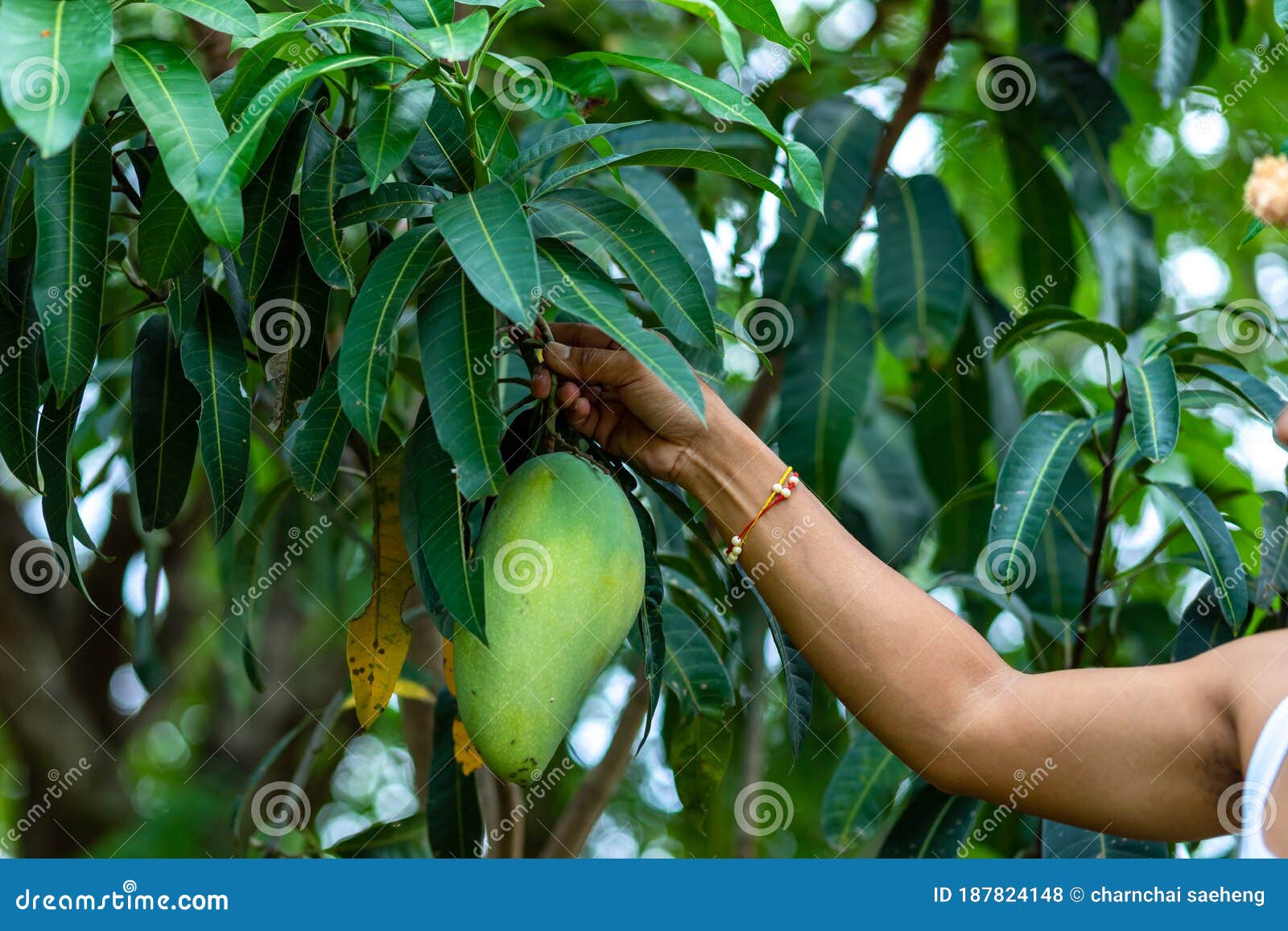Farmer Hand Picking Mango from Mango Tree Stock Photo Image of fresh