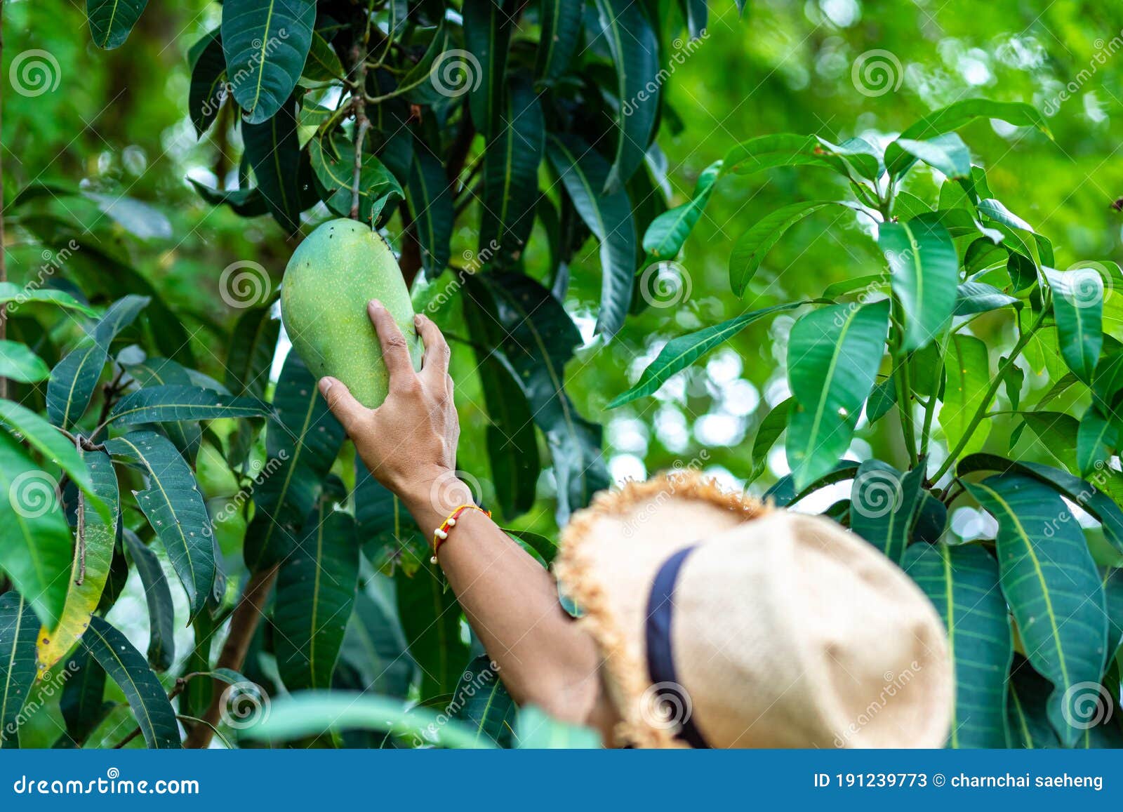 Farmer Hand Picking Mango from Mango Tree Stock Image Image of field, exotic 191239773