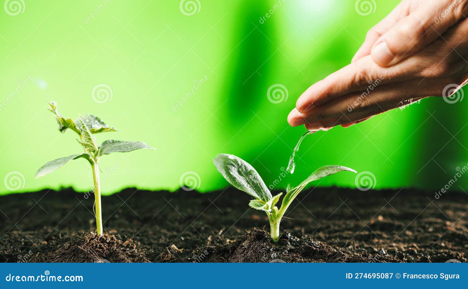 Farmer Hand Water Green Sprout Stock Image Image of water, sapling