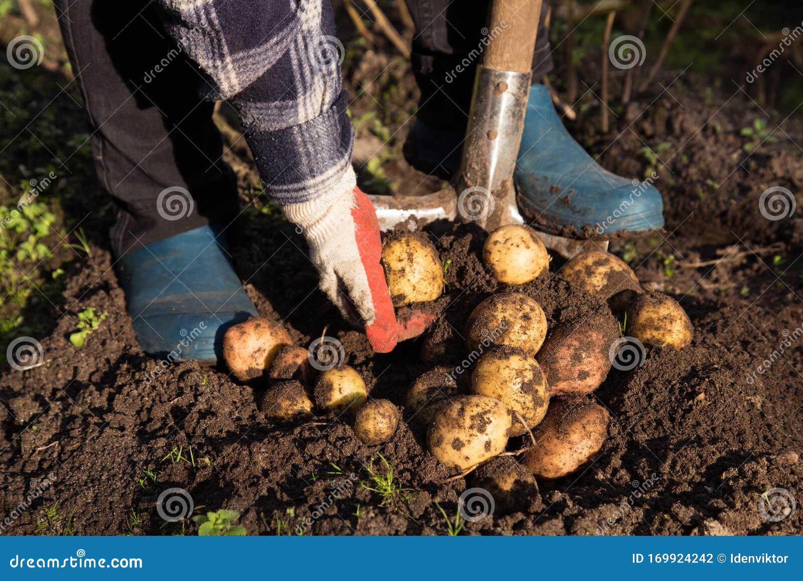 Farmer Hands Harvesting Organic Potatoes Harvest in Garden Stock Photo ...