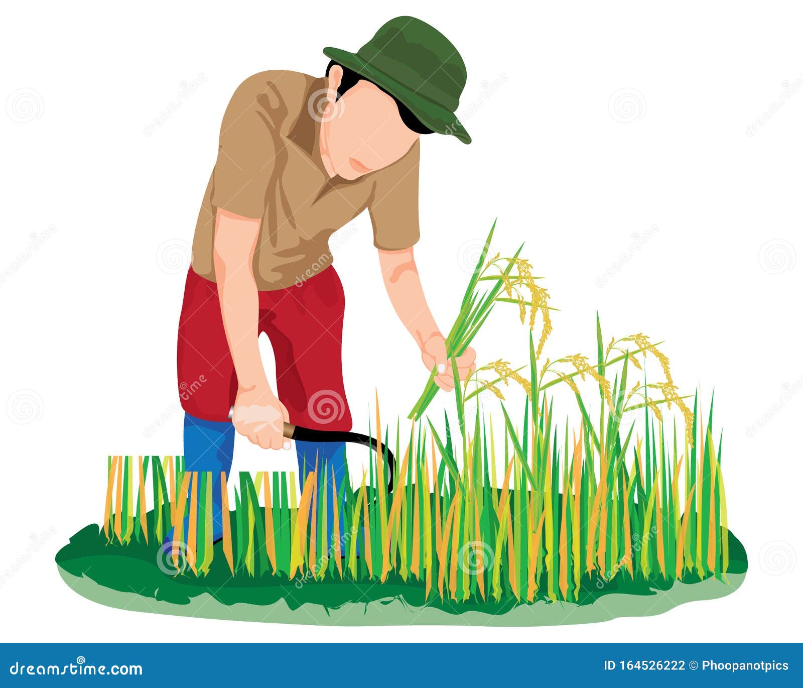 Farmer Harvest Rice In Paddy Field Stock Vector Illustration Of Agriculturist Agriculture
