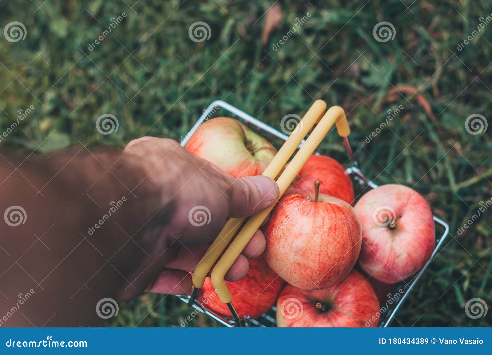 Farmer harvesting apples stock image. Image of hand 180434389