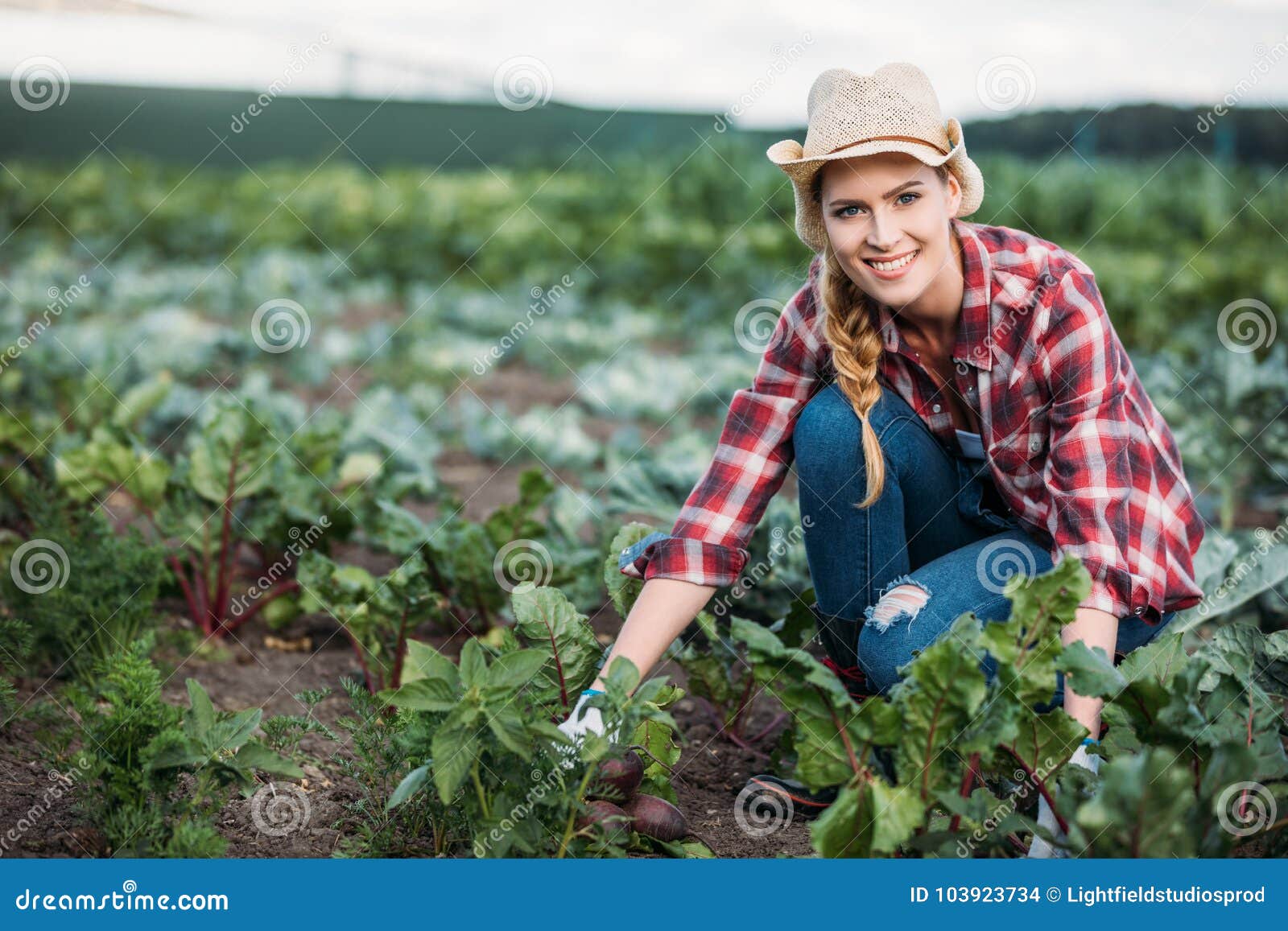 Farmer harvesting beets. Young female farmer in hat harvesting beetroots and smiling at camera in field