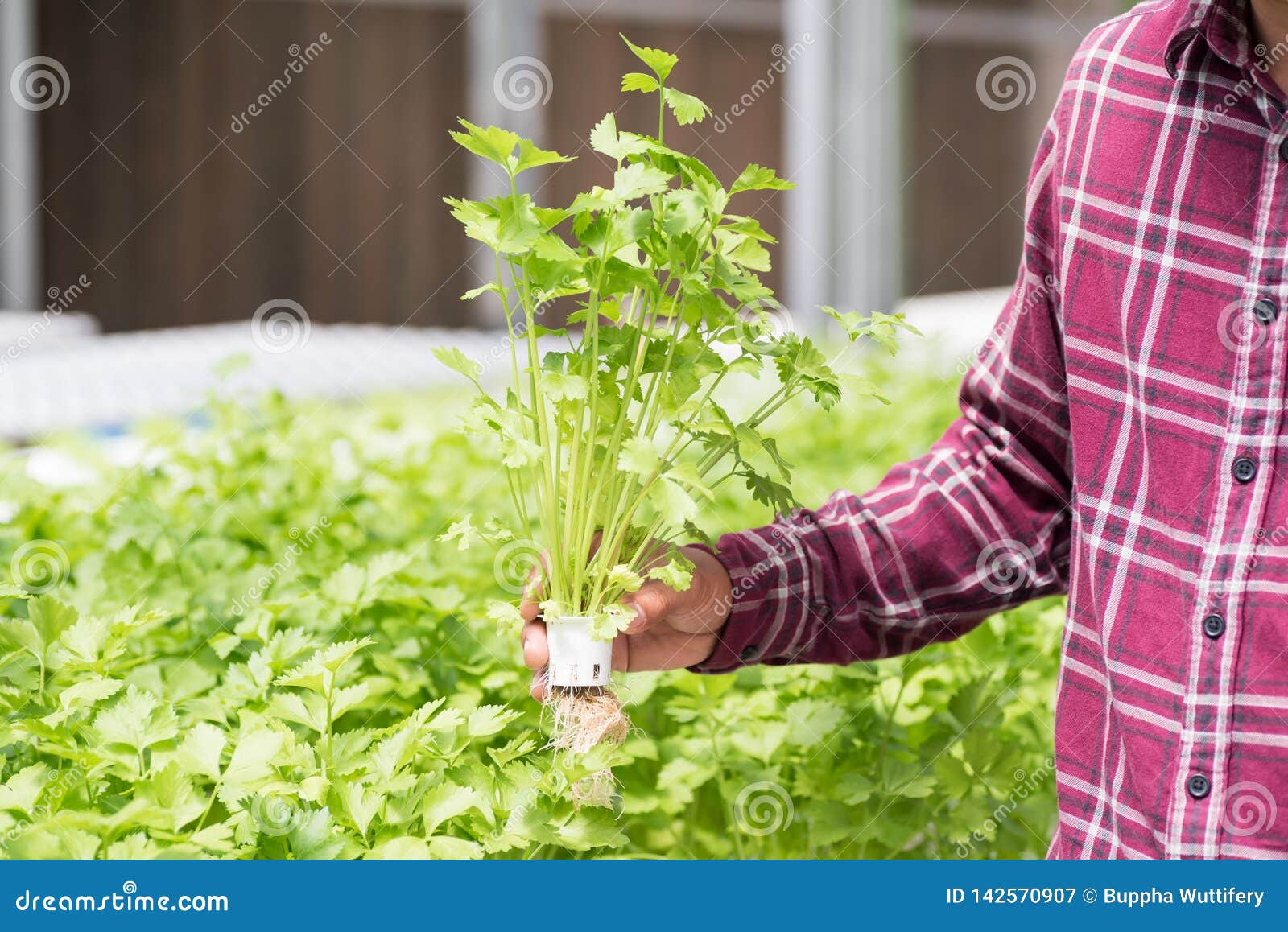 Farmer Harvesting Coriander Plant in Hydroponic Farm Stock Image Image of plantation, holding