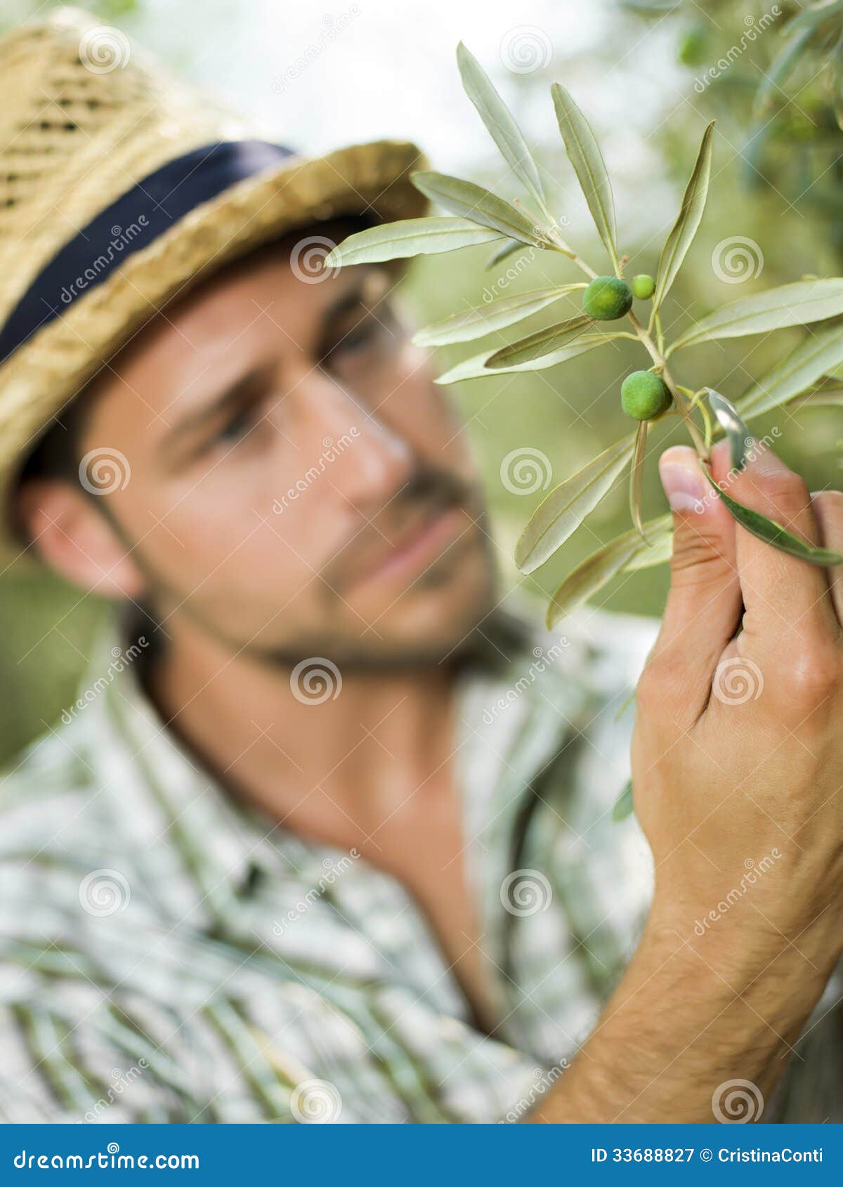 Farmer is Harvesting Olives Stock Image Image of hand, nature 33688827