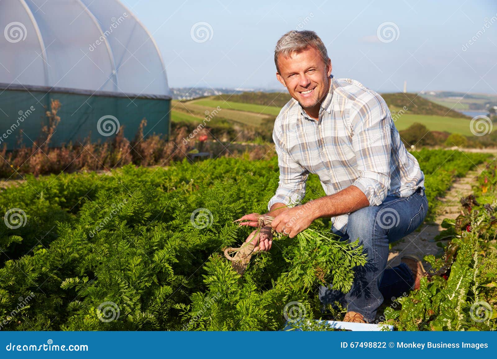 farmer harvesting organic carrot crop on farm