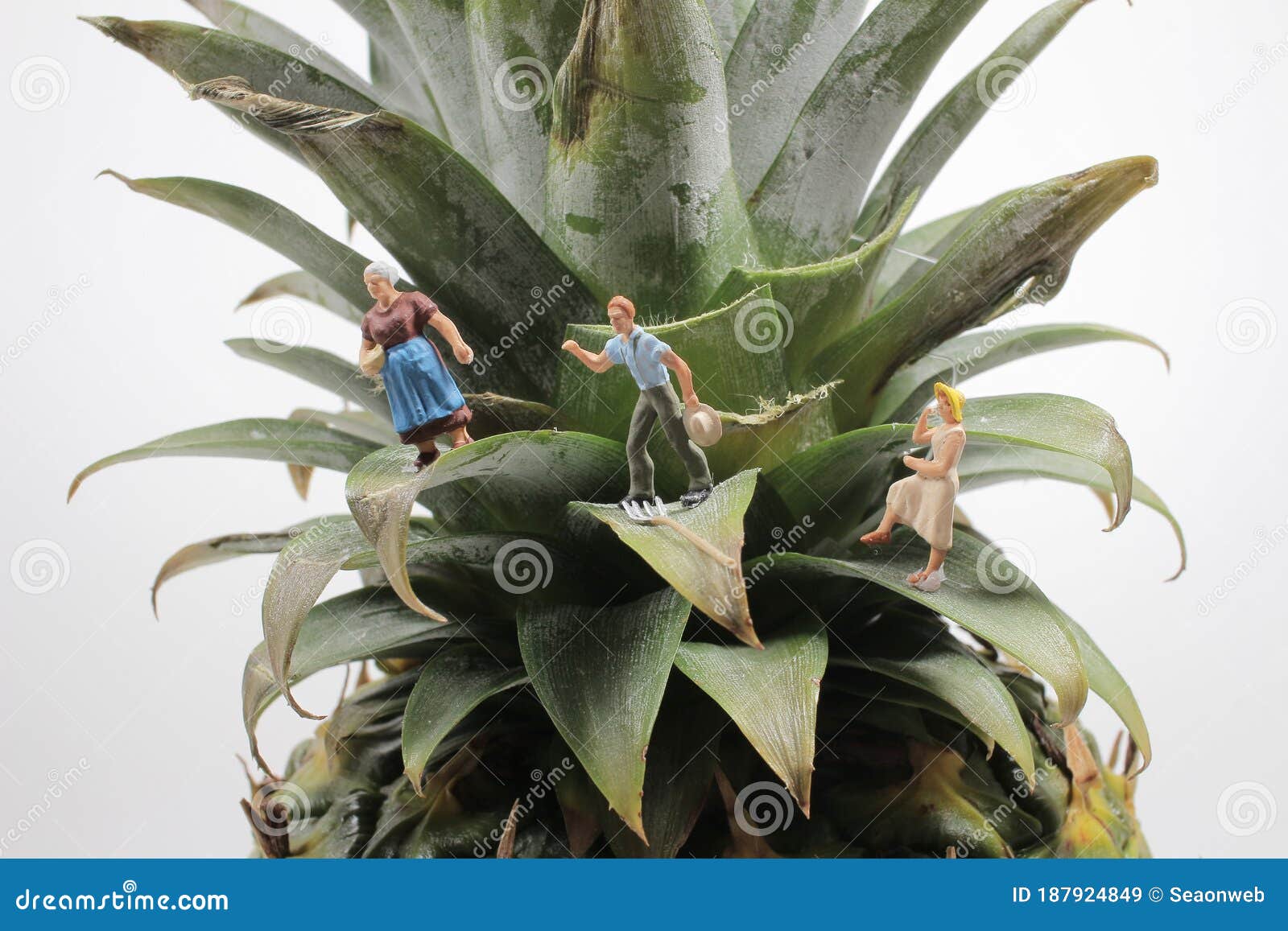 A Farmer Harvesting in Pineapple Plantations. Workers in Pineapple Plantations Stock Image