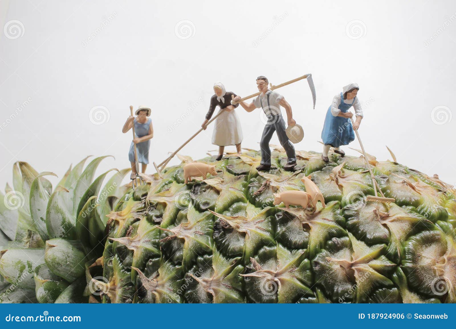 A Farmer Harvesting in Pineapple Plantations. Workers in Pineapple Plantations Stock Photo