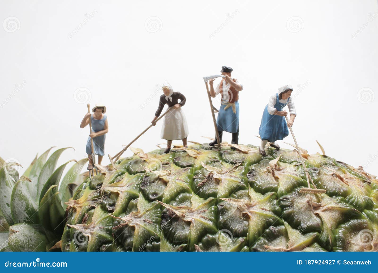 A Farmer Harvesting in Pineapple Plantations. Workers in Pineapple Plantations Stock Image