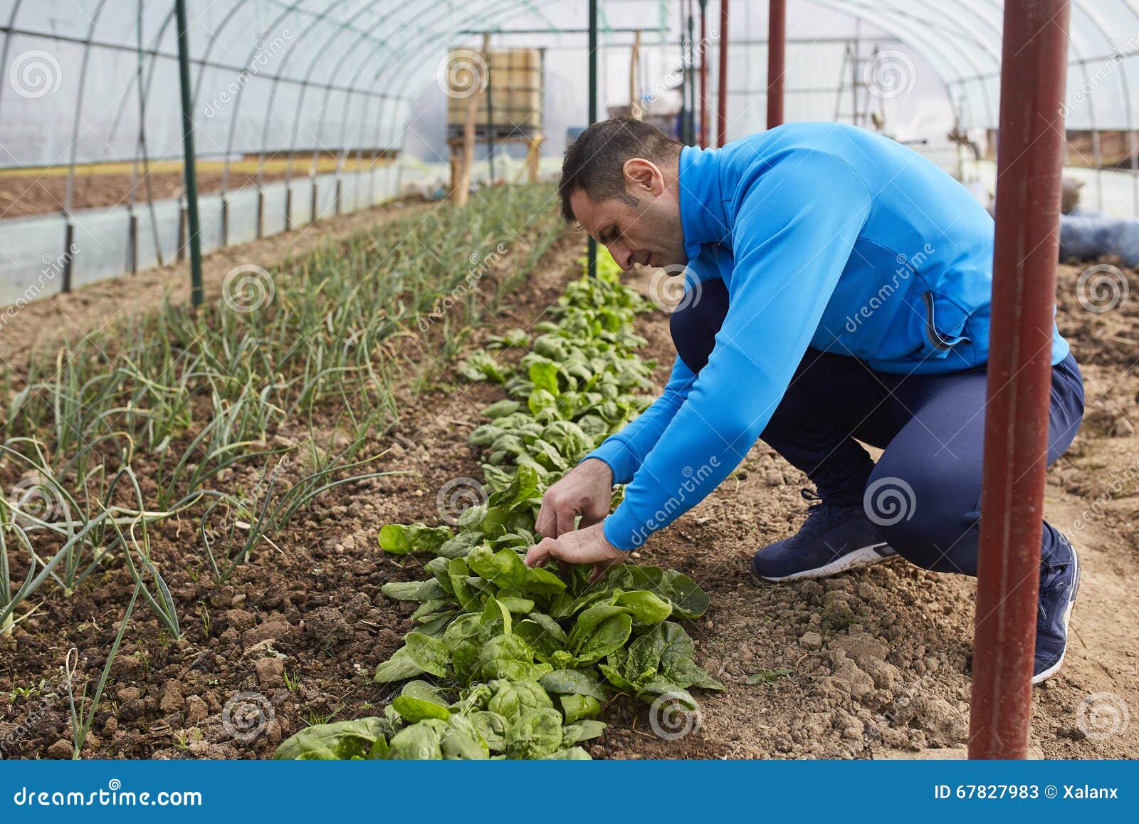 Farmer harvesting spinach stock image. Image of farming 67827983