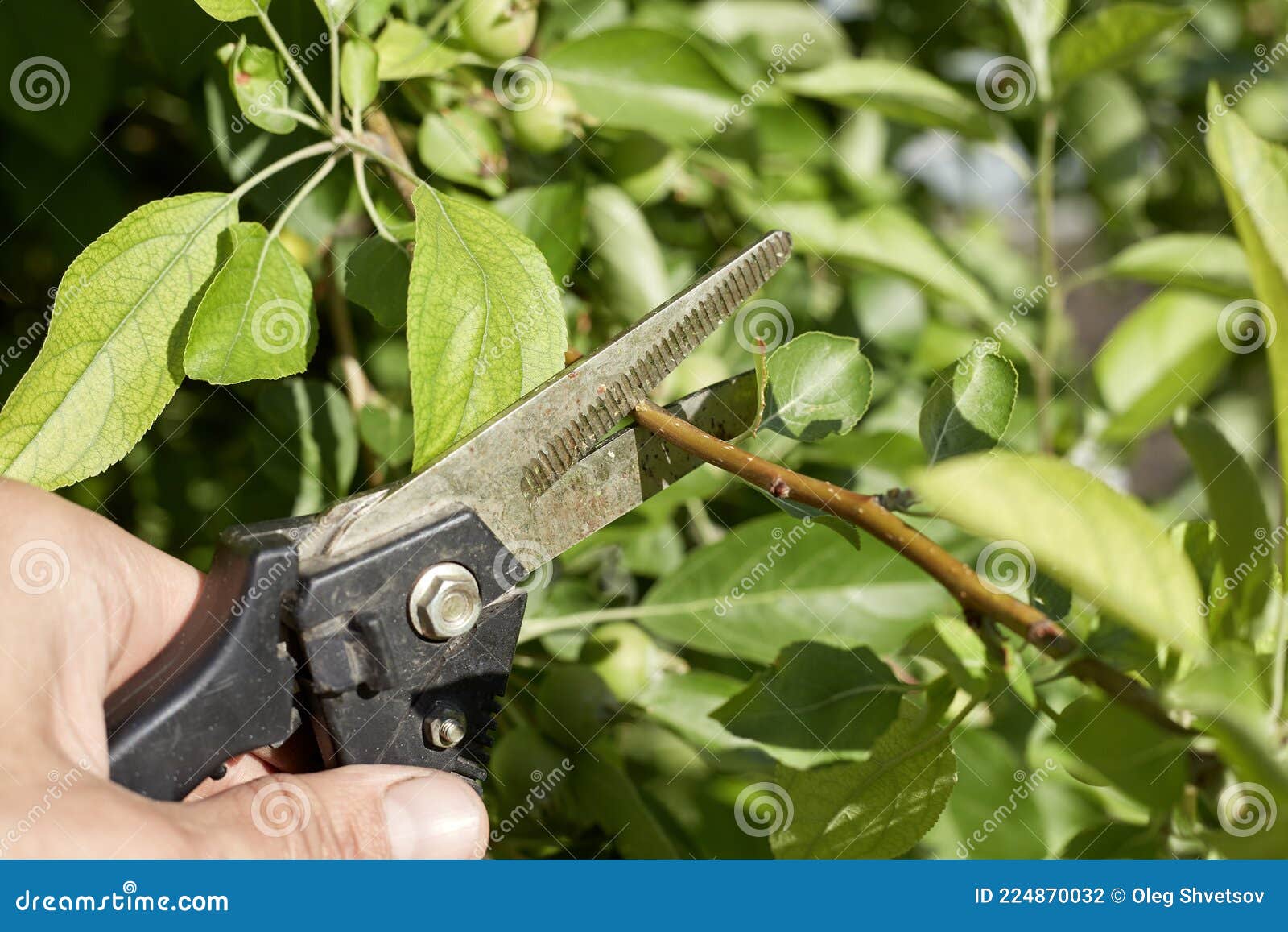 A Farmer in His Garden Pruning Branches and Leaves of an Apple Tree