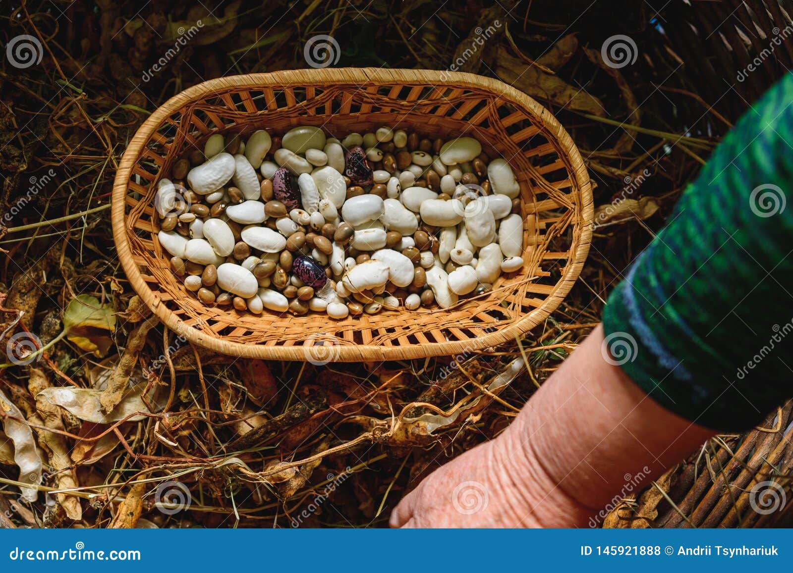 Farmer Hold Variety of Beans in Hand after Harvesting Stock Photo