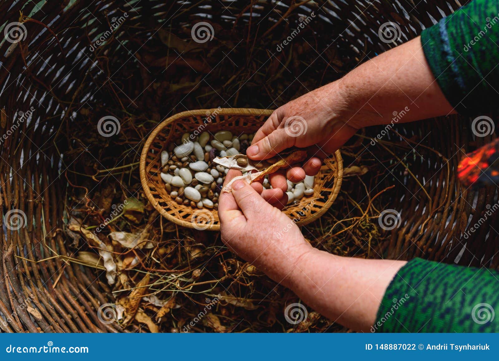 Farmer Hold Variety of Beans in Hand after Harvesting Stock Photo