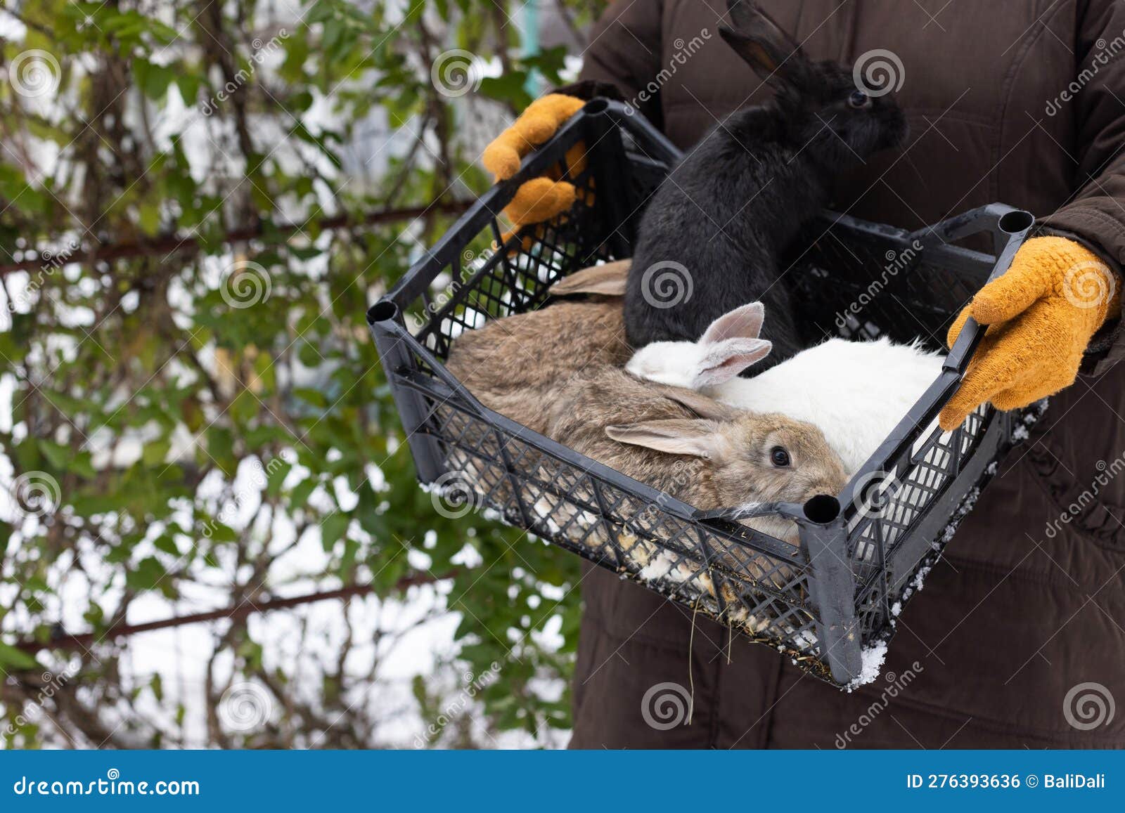 Farmer Holding Basket with Rabbits. Farm Animals. Stock Photo Image of animal, winter 276393636