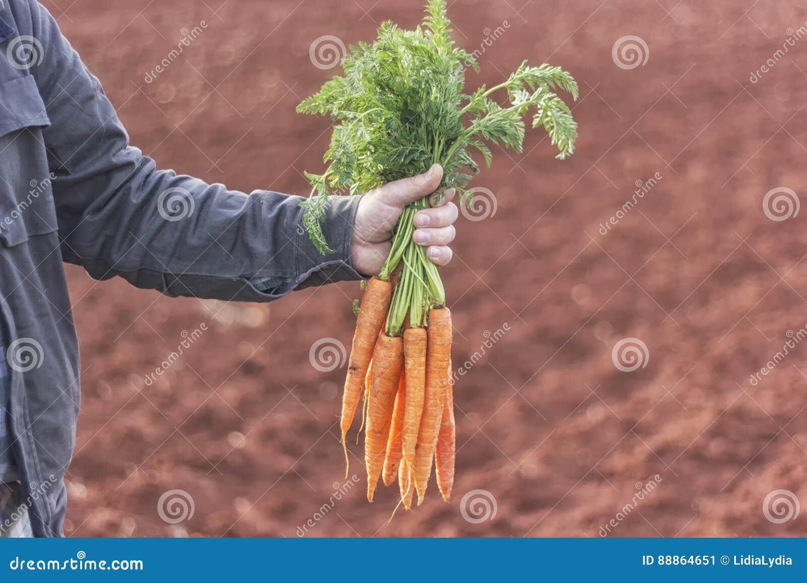 farmer holding a bunch of carrots