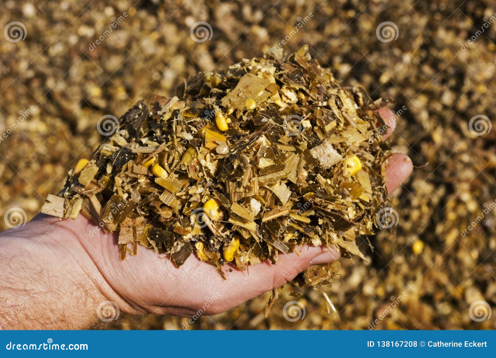 a farmer holding golden, fermented corn silage ready to feed
